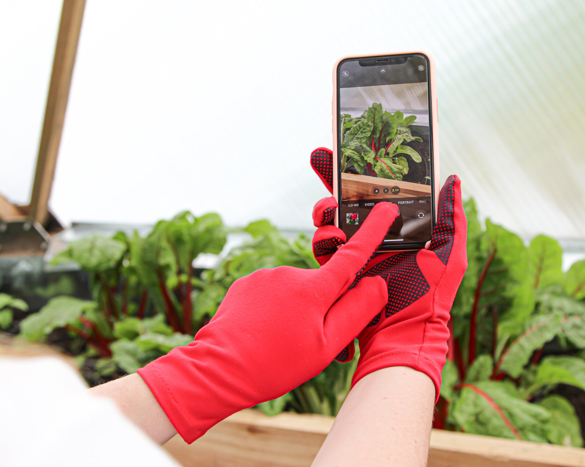 FOXGLOVES ガーデニング手袋 Sサイズ 紫 赤 楽天市場】【FOXGLOVES フォックスグローブ ガーデニング 作業