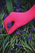 Load image into Gallery viewer, Foxgloves Gardening Gloves &lt;i&gt;Original&lt;/i&gt;
